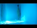 アザラシが！突き刺さった！？＠しながわ水族館