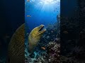 The Moment a Moray Eel Released Thousands of Larvae #whale  #WhaleFacts  #oceanlife  #marinebiology