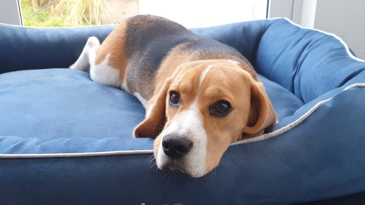 Beagle puppy plays and sleeps on new bed YouTube