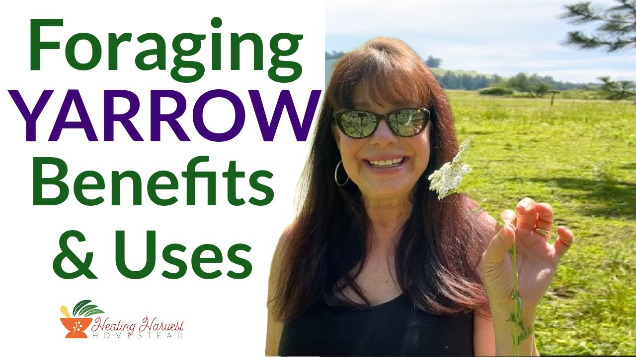 Foraging Yarrow Benefits & Uses