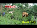 Pitbull Đối Đầu Quái Thú