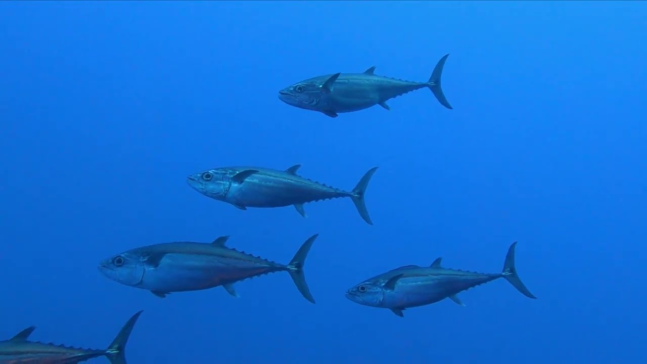 2023 MAY Egypt Deep South & St Johns