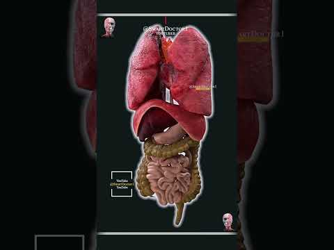 Video: Adakah duodenum merupakan organ?