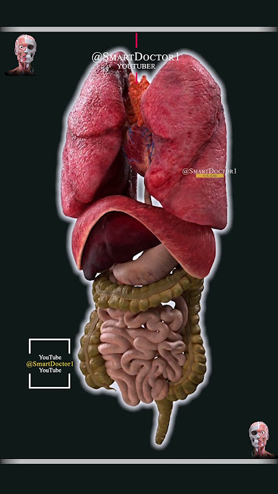 The internal organs, surprisingly. 🫀🫁🔥