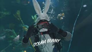 Spring into Easter with Scuba Bunny!