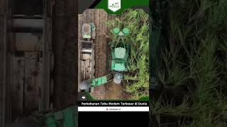 Perkebunan Tebu Modern Mesin-Mesin Juga Modern