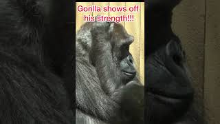 Gorilla shows off his strength !  Son Gentaro #gorilla #zooanimals #animals #gorila #momotarofamily