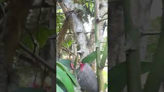 Фото Creature In The Forest #music #shortvideo #viral