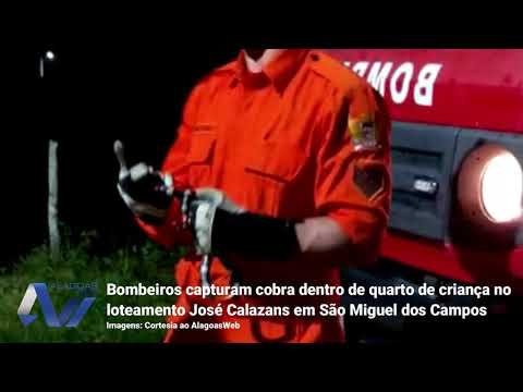 Bombeiros capturam cobra dentro de quarto de criança no loteamento José Calazans em São Miguel