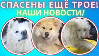 Спасены ещё три собаки! Им нужна ваша помощь!