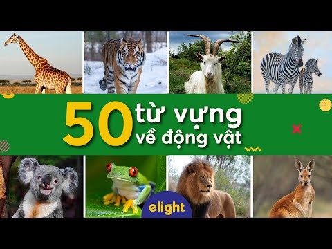 Elight | 50 từ vựng tiếng Anh về động vật (Animals) - Elight Vocab