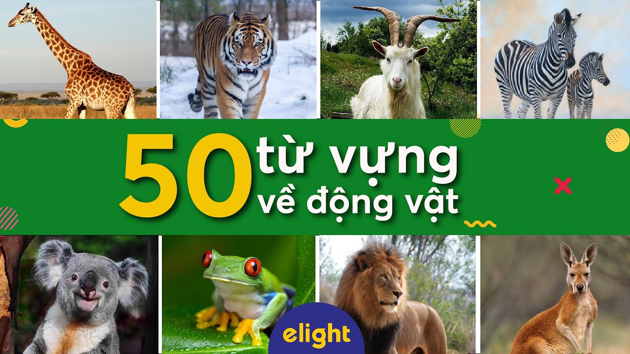 Elight | 50 từ vựng tiếng Anh về động vật (Animals) - Elight Vocab