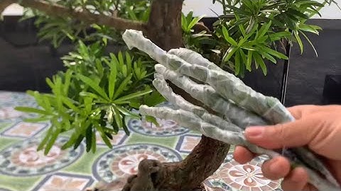 Cây tùng kim cương ghép sau 2 năm sẽ như thế nào?