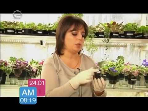 იის დაფესვიანება და ნიადაგის შერჩევა, რჩევები ნინო შალამარეძე გვაცნობს