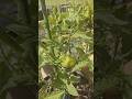 Budget Gardening Progress Update :Zucchini &amp; Cherry Tomato Setup! #shorts #garden #gardening #tips
