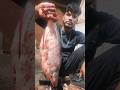 Amazing Pungkash Fish Cating Video#viralvideo #viralshort #trending #trendingshorts #