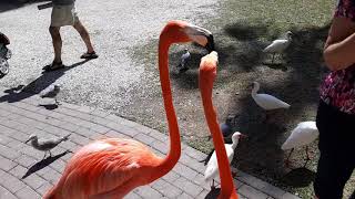 Sarasota Jungle Gardens PT.4 ( Feeding Flamingos )