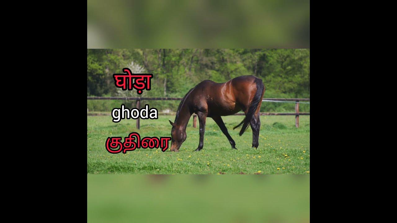 NAVEEN HINDI PARICHAY NEW BOOK. LESSON 1. TAMIL MEANING AND ENGLISH