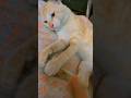 Cat Playing video 😺 #shorts #ytshorts #youtubeshorts #cat #pets