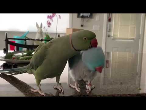 Parrot brothers love and comfort each other - YouTube