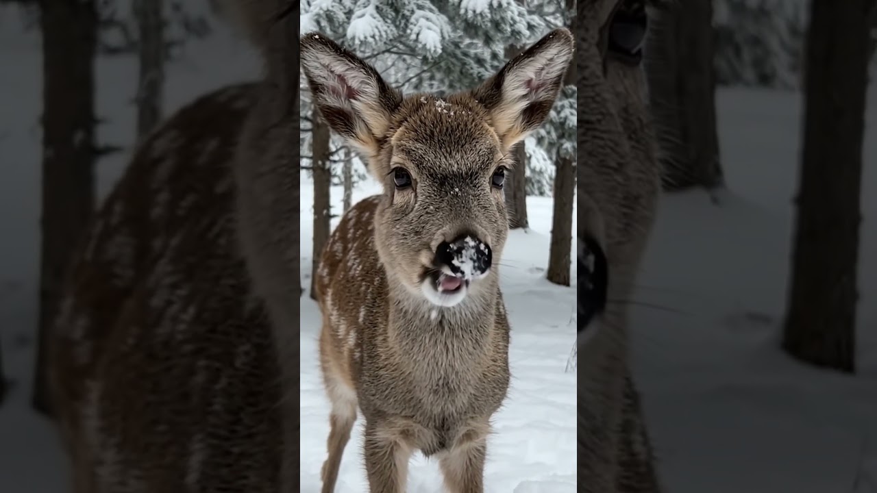 So snowflake baby deer😱 
