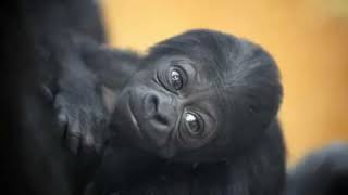 Gorilla pictures video