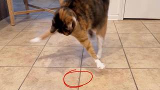 Annie vs The Mysterious Scratch on the Floor