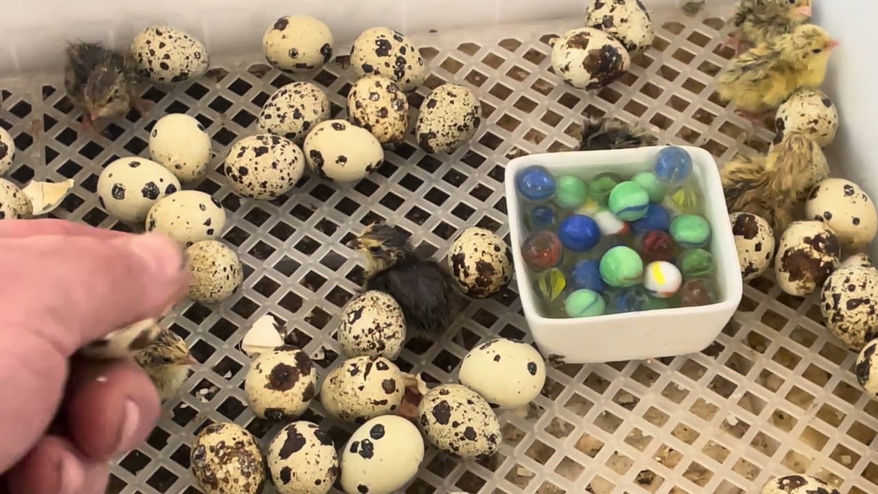 Quail hatch!