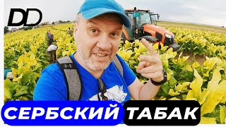 ПОЧЕМУ СЕРБЫ НЕ КРУТЯТ СИГАРЫ? РУЧНАЯ РАБОТА СБОРЩИКОВ ТАБАКА! КАК УСТРОЕН ТАБАЧНЫЙ БИЗНЕС В СЕРБИИ!