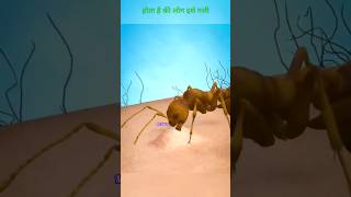An ant sting feels like getting shot 😱 #best ants fact short video #shorts #facts #trending #viral