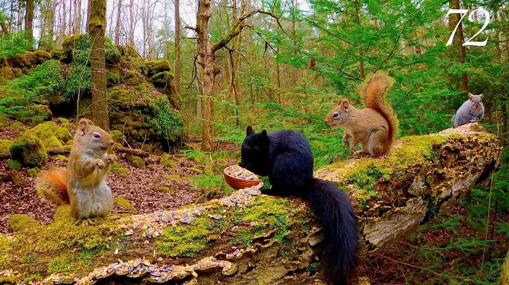 Video 8554411: forest wildlife, beautiful forest, perfect cat