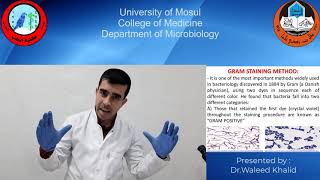 Lab 2 - Bacterial staining - Dr. Waleed Khalid Saadoon -  Mosul College of Medicine