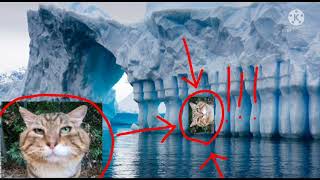Кот Носок в Антарктиде