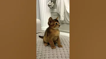 Breed ABY Sex Boy Beauty Youtube Cat Youtubevideo Viralshort Cutecat Youtubeshorts Cute 