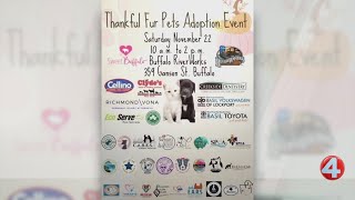 Sweet Buffalo Thankful Fur Pets Adoption Event