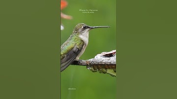❤️ #hummingbird #cuteanimals #birds #explorepage #explore
