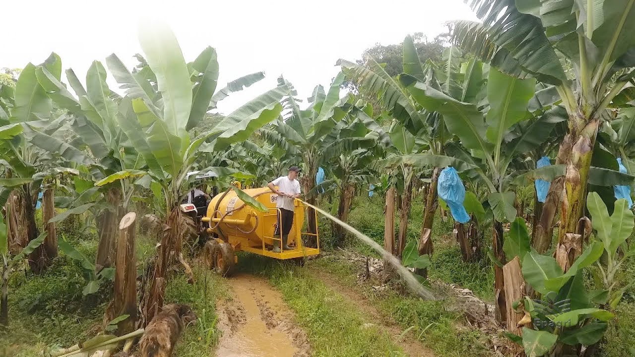 Biofertilizante na produção de banana