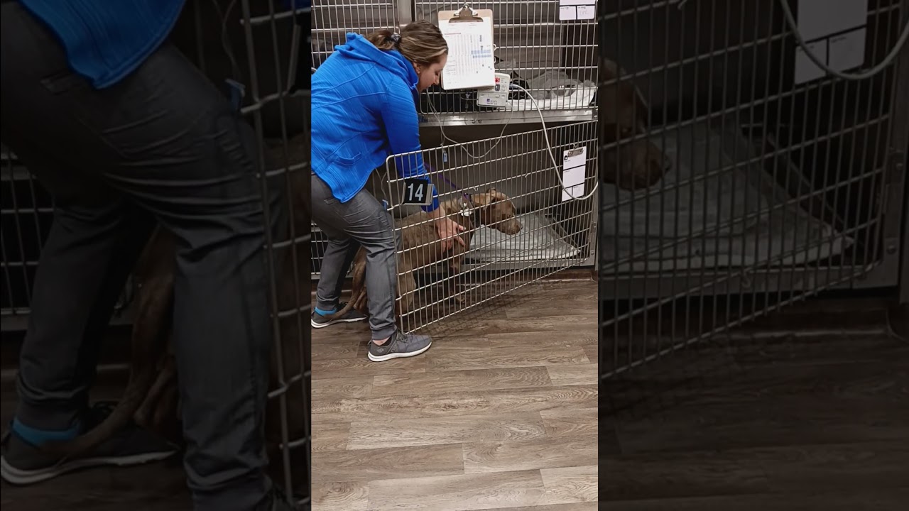 Skill #10 Placing large dog in kennel Penn Foster Externship 1