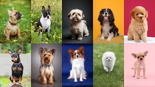 10 MINI TOY DOG BREEDS ~ DOG BREEDS THAT STAY SMALL FOREVER
