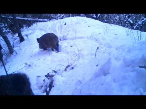 გარეული ღორები თოვლში | Borjomi-Kharagauli National Park
