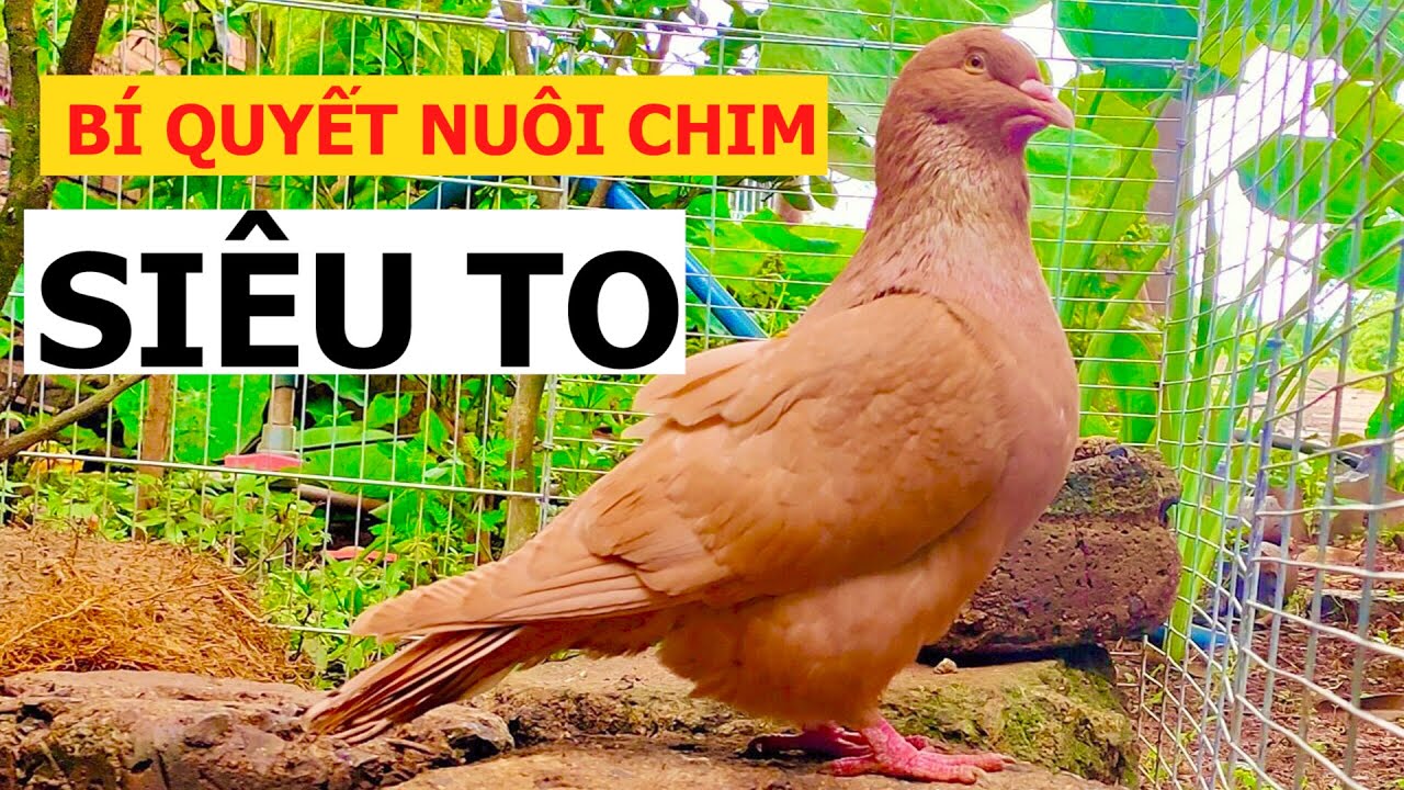 Với cách làm đơn giản này, nuôi Bồ câu Gà Mỹ cực nhanh lớn, đạt kích ...