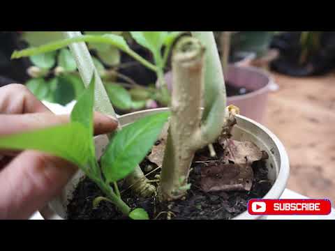 Video: Brugmansia Care - Brugmansia-kasvien kasvattaminen ruukuissa