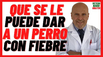 ¿Qué puedo darle a mi perro para la fiebre?