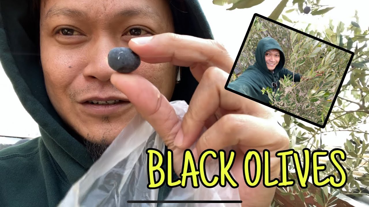 Black olives YouTube