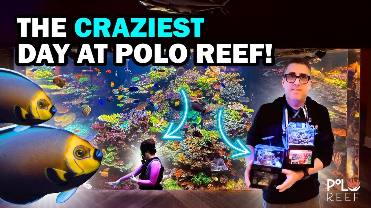 ОБСЛУЖИВАНИЕ РИФОВОГО АКВАРИУМА: ПРИБЫТИЕ РЕДКИХ РЫБ, ДОСТАВКА КОРАЛЛОВ, ИЗМЕНЕНИЕ ТЕЧЕНИЯ И АВАР...