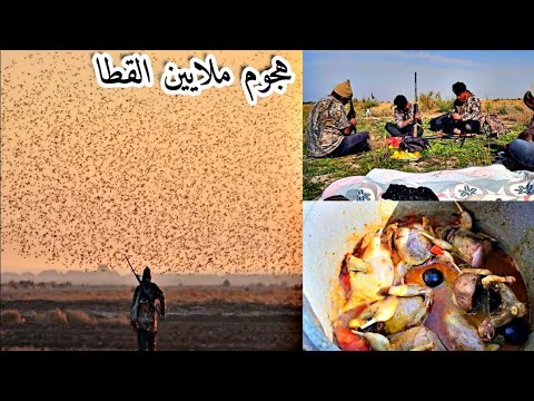 اقوى كشتة لصيد القطا في الجزيره هجوم الملايين من القطا العراقي