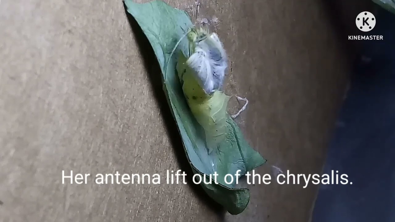 Female Cabbage White butterfly hatches from chrysalis and gets released in the backyard! 😃