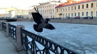 Slow motion shot of crow takeoff