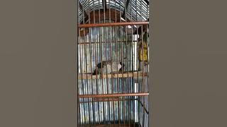 kutilang gacor isian lovebird