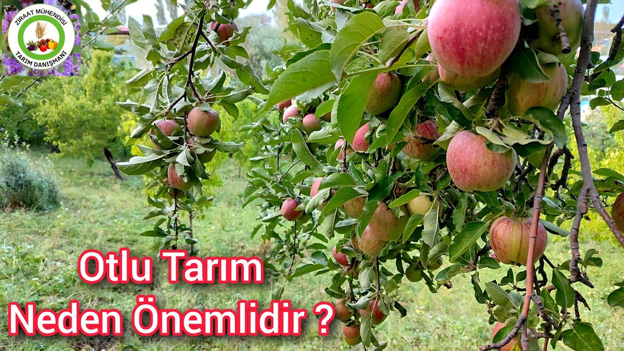 Otlu Tarım Neden Önemlidir🌱Toprağı İşlemeden Doğrudan Ekim Tekniği İle Verim Aratacak Gider Azalacak